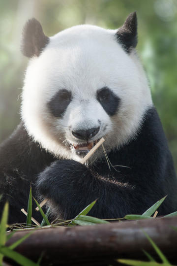 蔚小理围观
